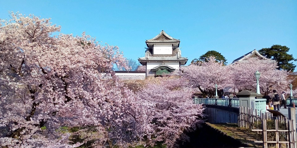 金沢城と桜